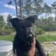 AKC German Shepherd Puppies