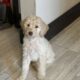 Golden doodle puppies for sale