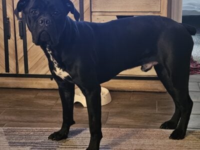 Cane Corso (male, 9momths)
