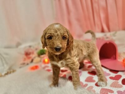 Golden doodle puppies