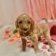 Golden doodle puppies
