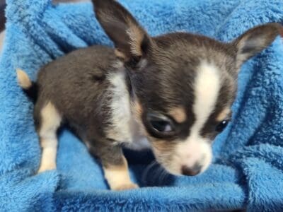 Mason – NE Oklahoma – Blue Female