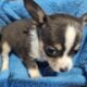 Mason – NE Oklahoma – Blue Female