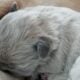Fluffy platinum cream blue merle French bulldog pu