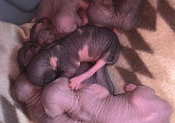 Sphynx Kittens
