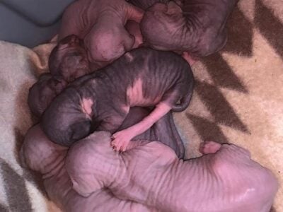Sphynx Kittens