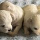 Maltese A.K.C. Puppies For Sale