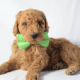 Mini Goldendoodles