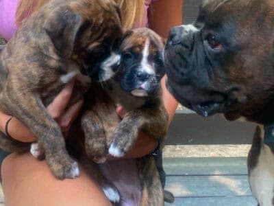 European Boxer puppies