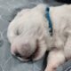 Samoyed Puppies