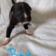 Pit mix