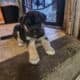 Husky Pitbull mixes
