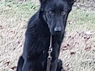 German Shepherd