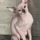 Hairless Kittens