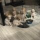 Golden doodle puppies for sale