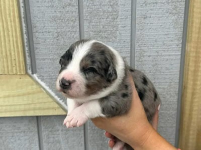 Australian Shepherd Puppies for Sale