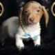 Reggie ACA Mini Dachshund