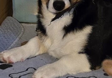 CORGI PUPPIES