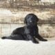 F1 Standard Labradoodles