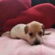 Dachshound 2 female and 2 males that are pieball