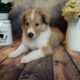AKC Collie Puppies