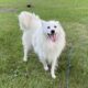 Female Samoyed Mix in MN