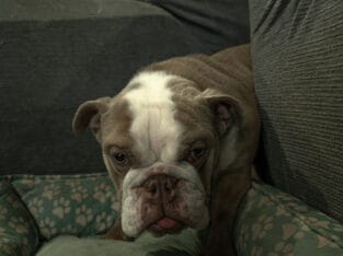 Rare AKC Lilac Micro Bulldog – Available for Adopt