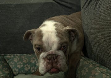 Rare AKC Lilac Micro Bulldog – Available for Adopt