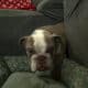 Rare AKC Lilac Micro Bulldog – Available for Adopt