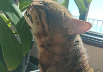F5 Savannah Cat for Adoption