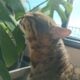 F5 Savannah Cat for Adoption