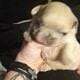Fluffy platinum cream blue merle French bulldog pu