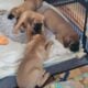 English Mastiff puppies