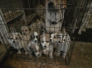 Great Pyrenees Puppies