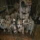 Great Pyrenees Puppies