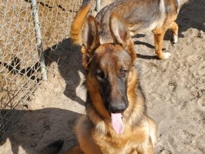 Sable &Black/red male&females