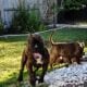 10 month Male Bully Brindle