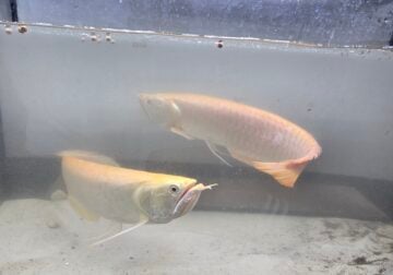 Albino arrowanas