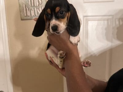 Tri- Colored Beagle Puppies