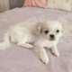 Pekingese female 3-month-old vaccinated