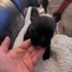 CKC Frenchton puppies 1 f 3 m 6 weeks
