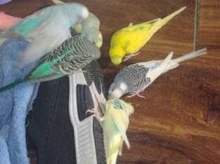 Parakeets/cockatiels