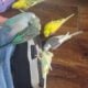 Parakeets/cockatiels