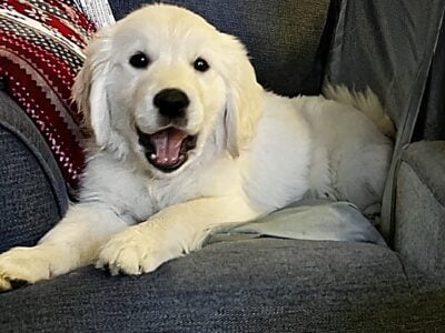 AKC Full Registration English Crème, Ch. Blood