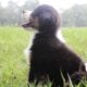 Brawley Miniature American Shepherds