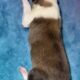 AKC Rough collies ready for homes April 10th 2025