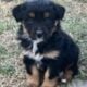Full blooded Tricolor Aussies