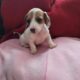 Dachshound 2 female and 2 males that are pieball