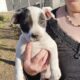 9 week old female pitbull puppy