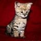 F1 Savannah Kittens for sale March 29th 2025